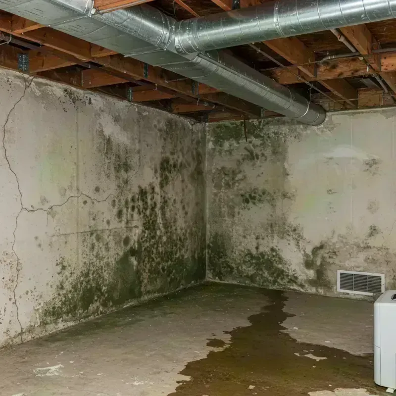 Professional Mold Removal in Fairfield, ME